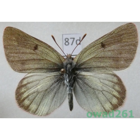 Colias nastes dioni Verhulst, 1999 Canada87d